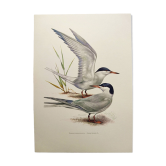 Planche oiseau ancienne 1960 - Sterne Pierregarin - bord de mer et plage