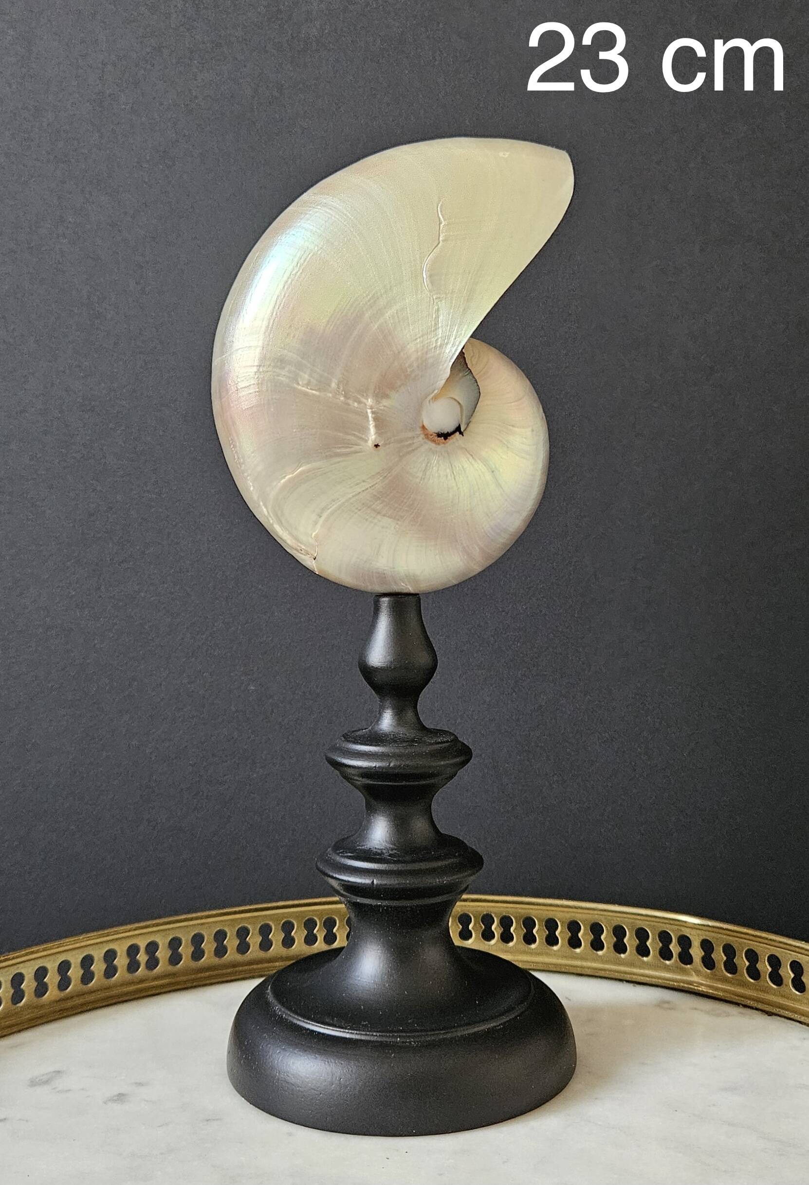 Nautilus / Pearly Nautilus, Black Turned Wood Base H: 23 cm