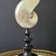 Nautilus / Pearly Nautilus, Black Turned Wood Base H: 23 cm