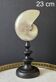 Nautilus / Pearly Nautilus, Black Turned Wood Base H: 23 cm