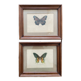 2 old butterfly frames