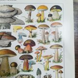 Lithograph on mushrooms from 1928 "cep"