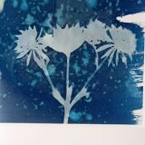 Cyanotype original avec cadre profond noir