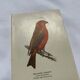 Botanical Plate Engraving of Birds, Naturalist, 19th Century, Double-sided A