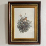 Antique illustration of a bird. Antique framed illustration of a bird.