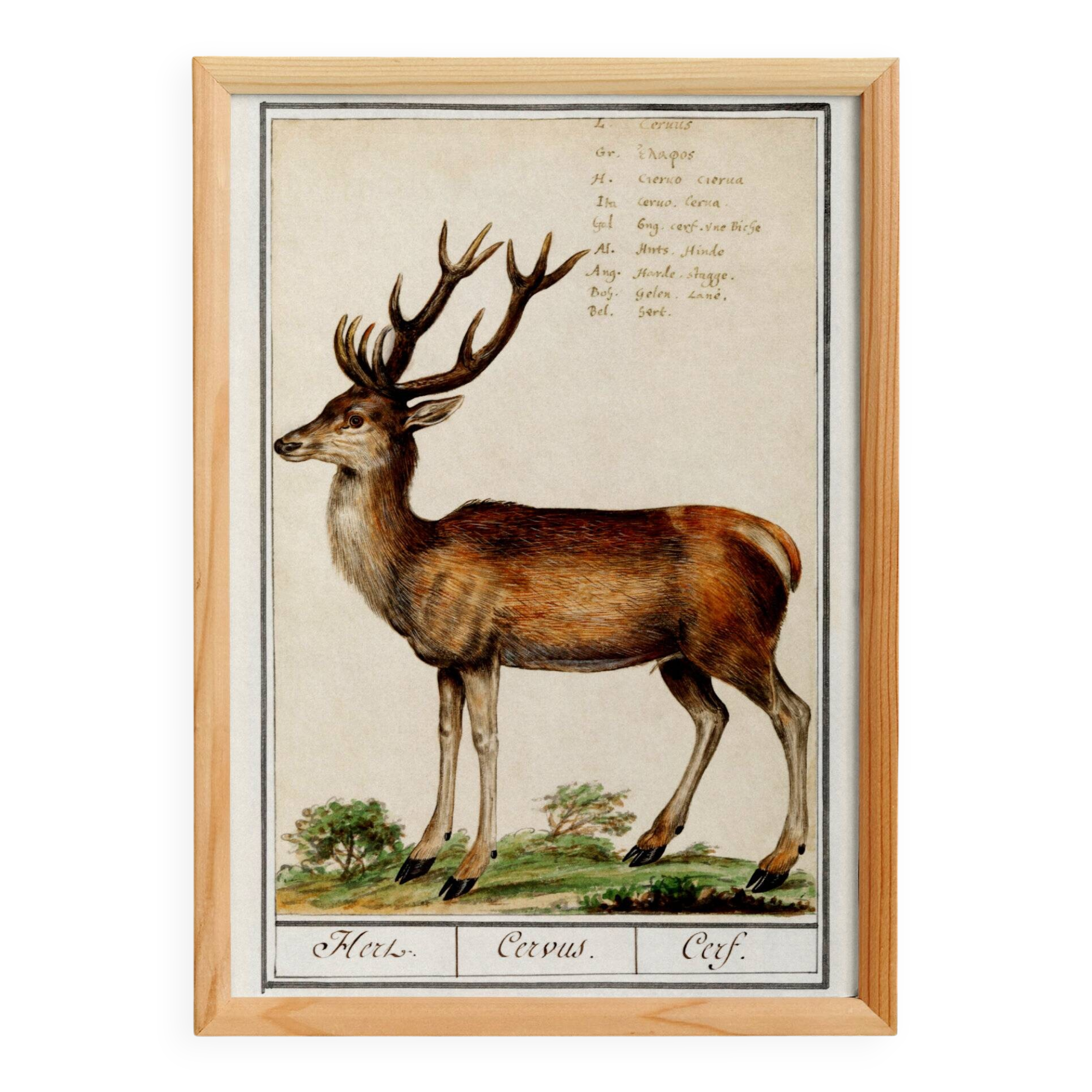 Small poster about deer, after an old engraving from 1610.