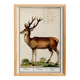 Small poster about deer, after an old engraving from 1610.