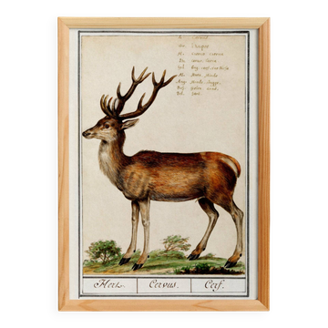 Petite affiche sur le cerf, d'après une gravure ancienne de 1610.