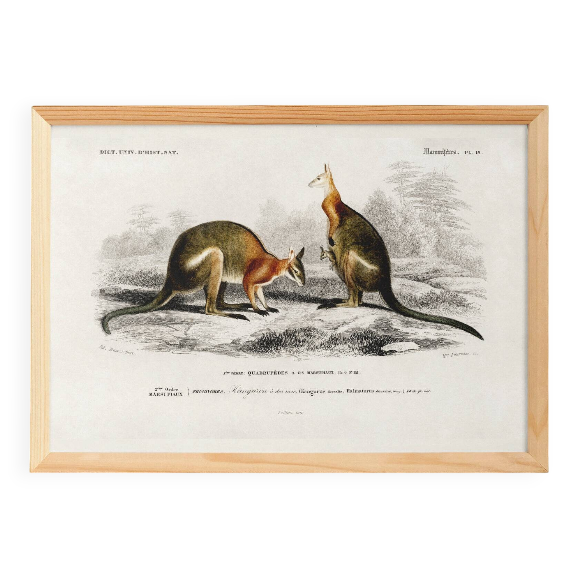 Poster about the kangaroo, based on an old engraving from 1849.