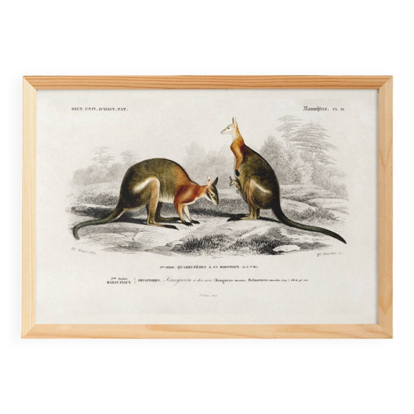 Affiche sur le kangourou, d’après une gravure ancienne de 1849.