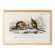 Poster about the kangaroo, based on an old engraving from 1849.