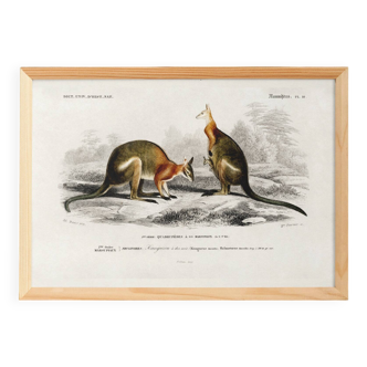 Poster about the kangaroo, based on an old engraving from 1849.