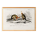 Poster about the kangaroo, based on an old engraving from 1849.