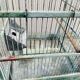 Water green patinated metal cage