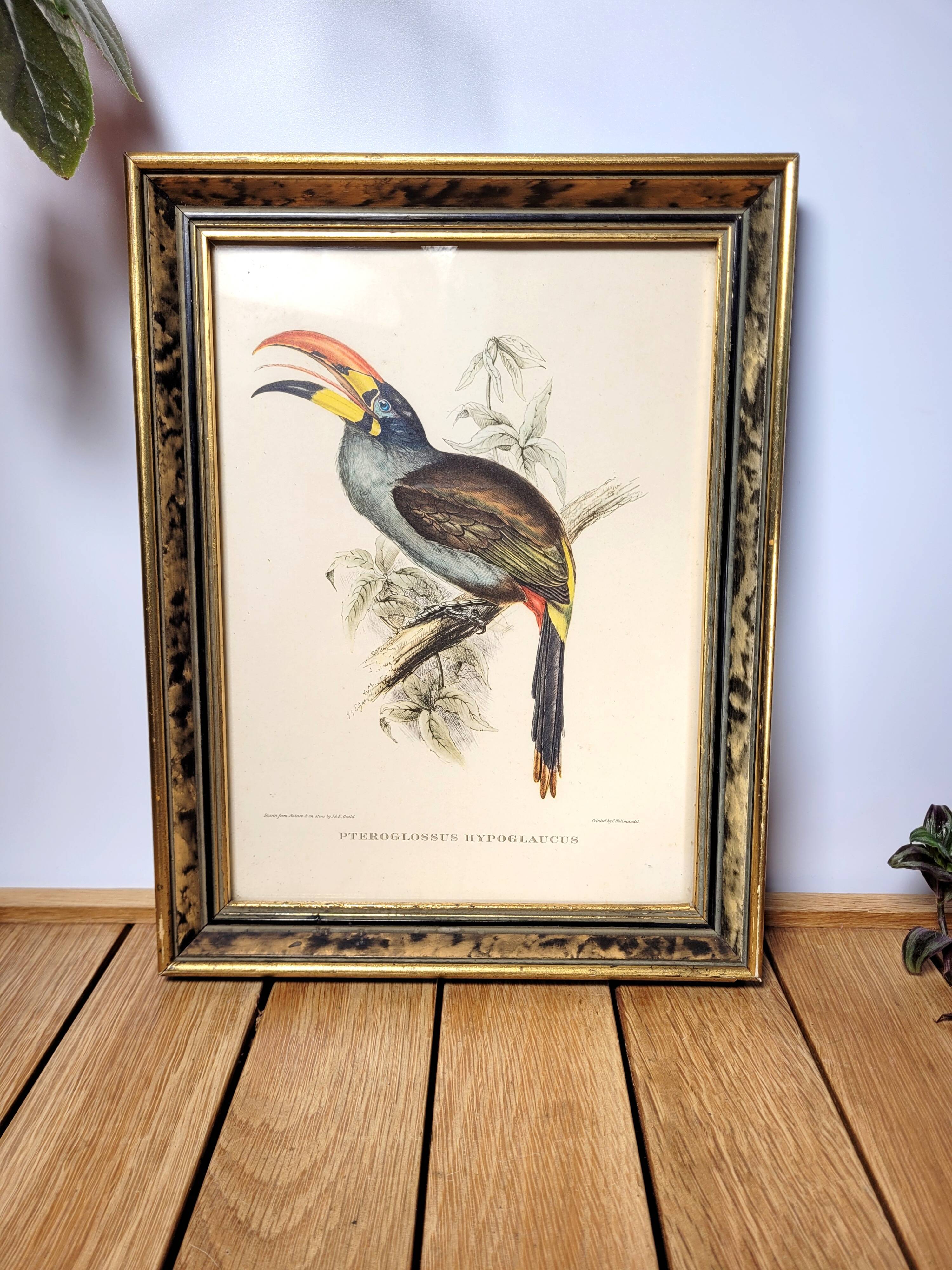 Painting tropical bird Aracari J. Gould