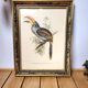 Painting tropical bird Aracari J. Gould