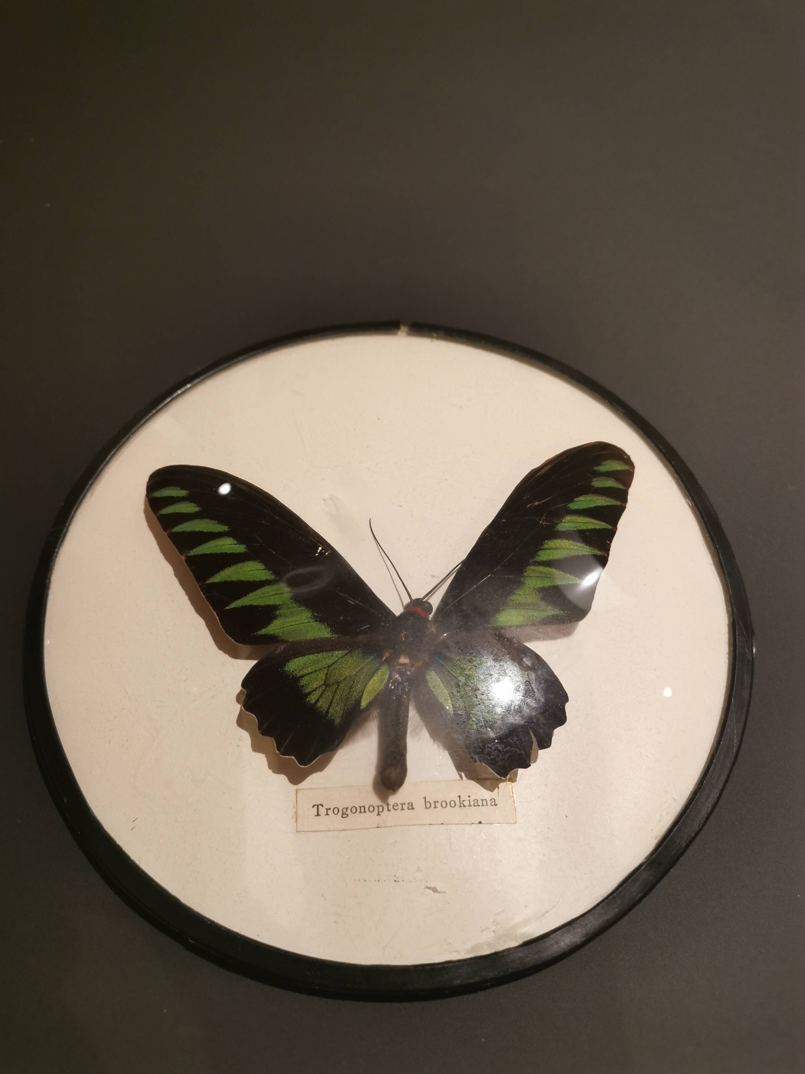 Curved naturalized butterfly frame