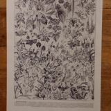 Lithographies originales sur les fleurs