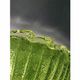 Green Murano Glass Italian Graniglia" Budino" Flush Mount in 70' Style
