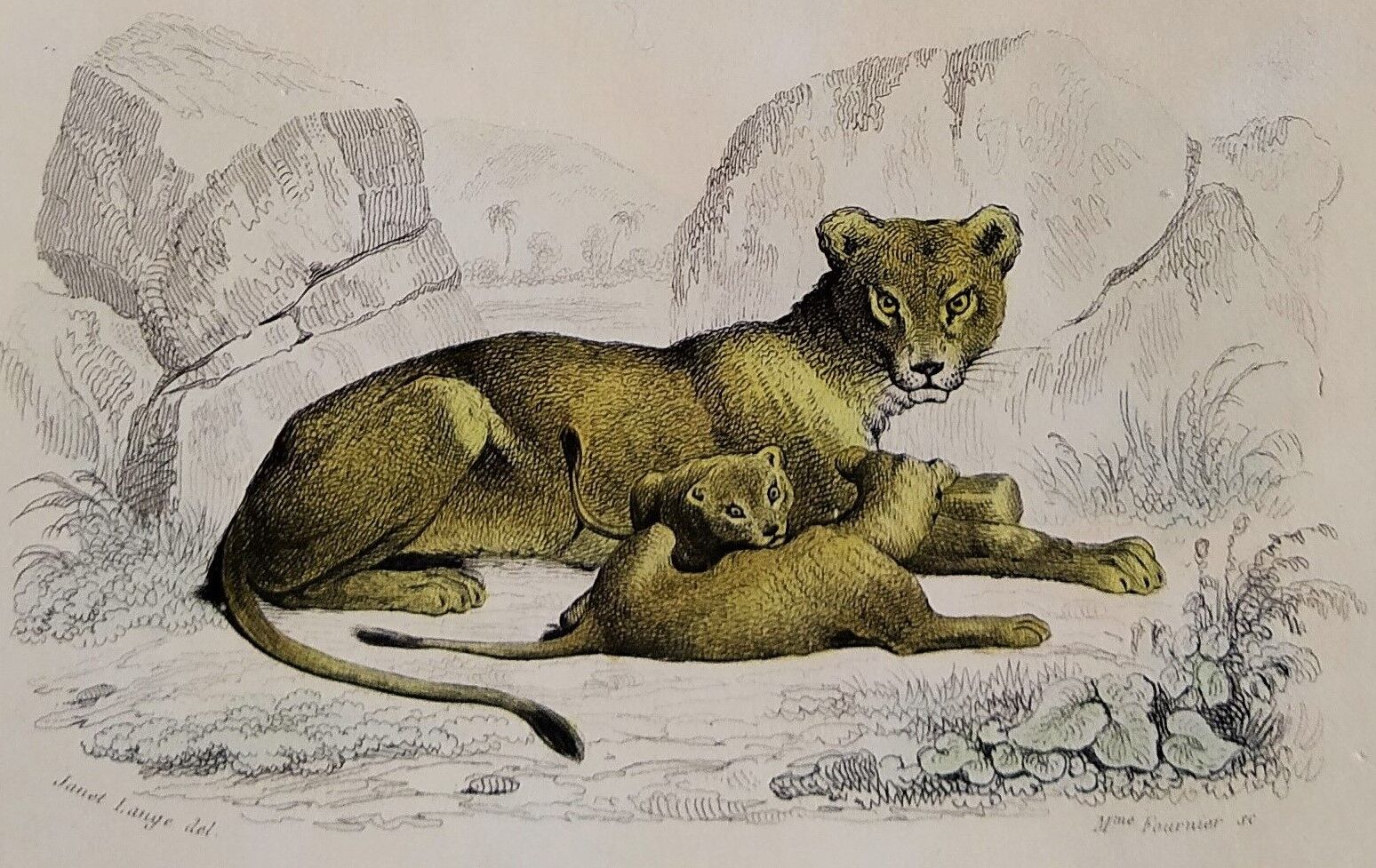 Zoological plank "Lion, Lioness, Lion cub" Buffon 1838