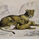 Zoological plank "Lion, Lioness, Lion cub" Buffon 1838