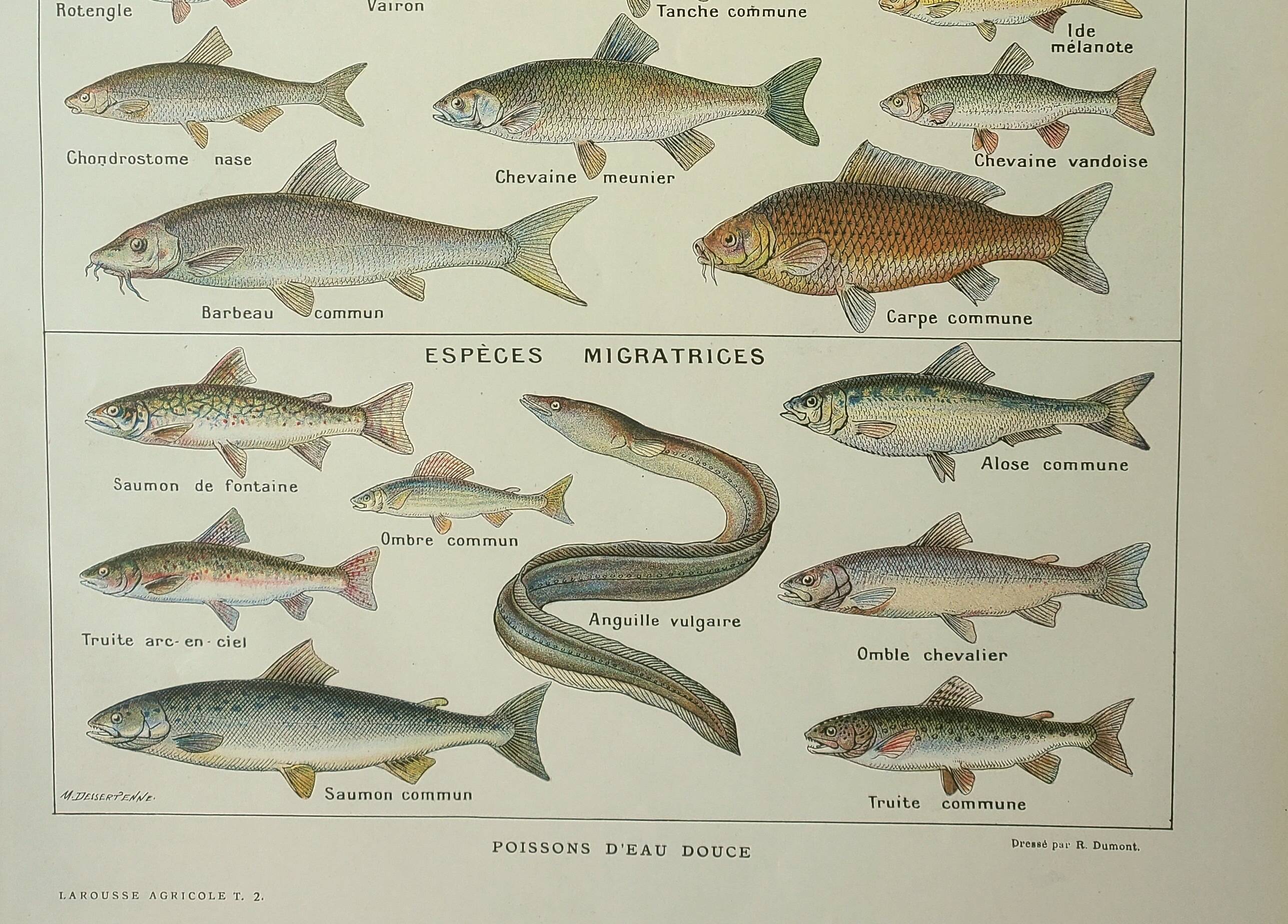 Antique engraving 1922, Freshwater fish, fishing, species • Lithograph, original illustration