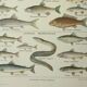 Antique engraving 1922, Freshwater fish, fishing, species • Lithograph, original illustration