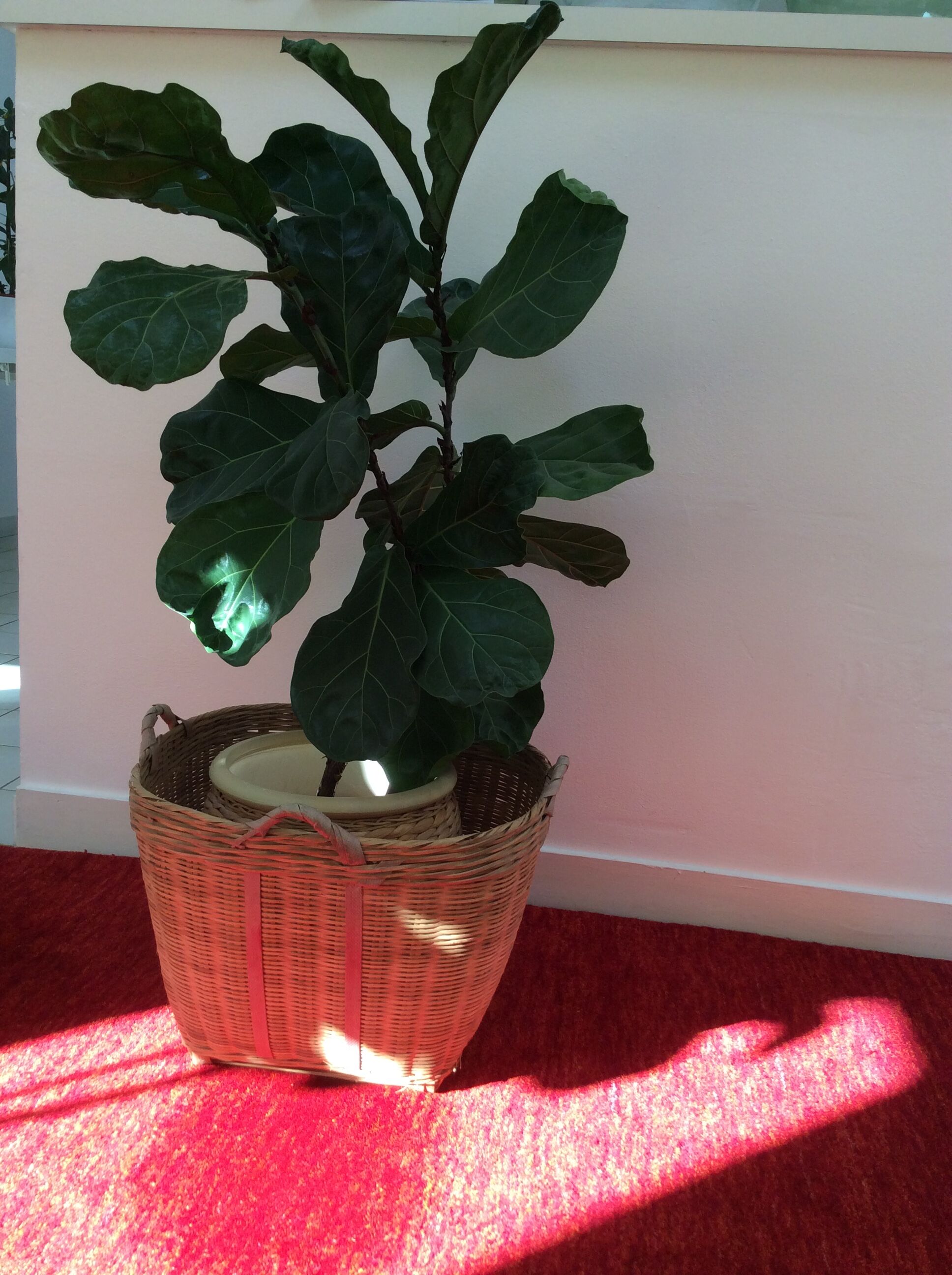 Old basket woven bamboo