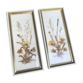 Paire de cadres herbier