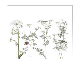 Small botanical plate n°25