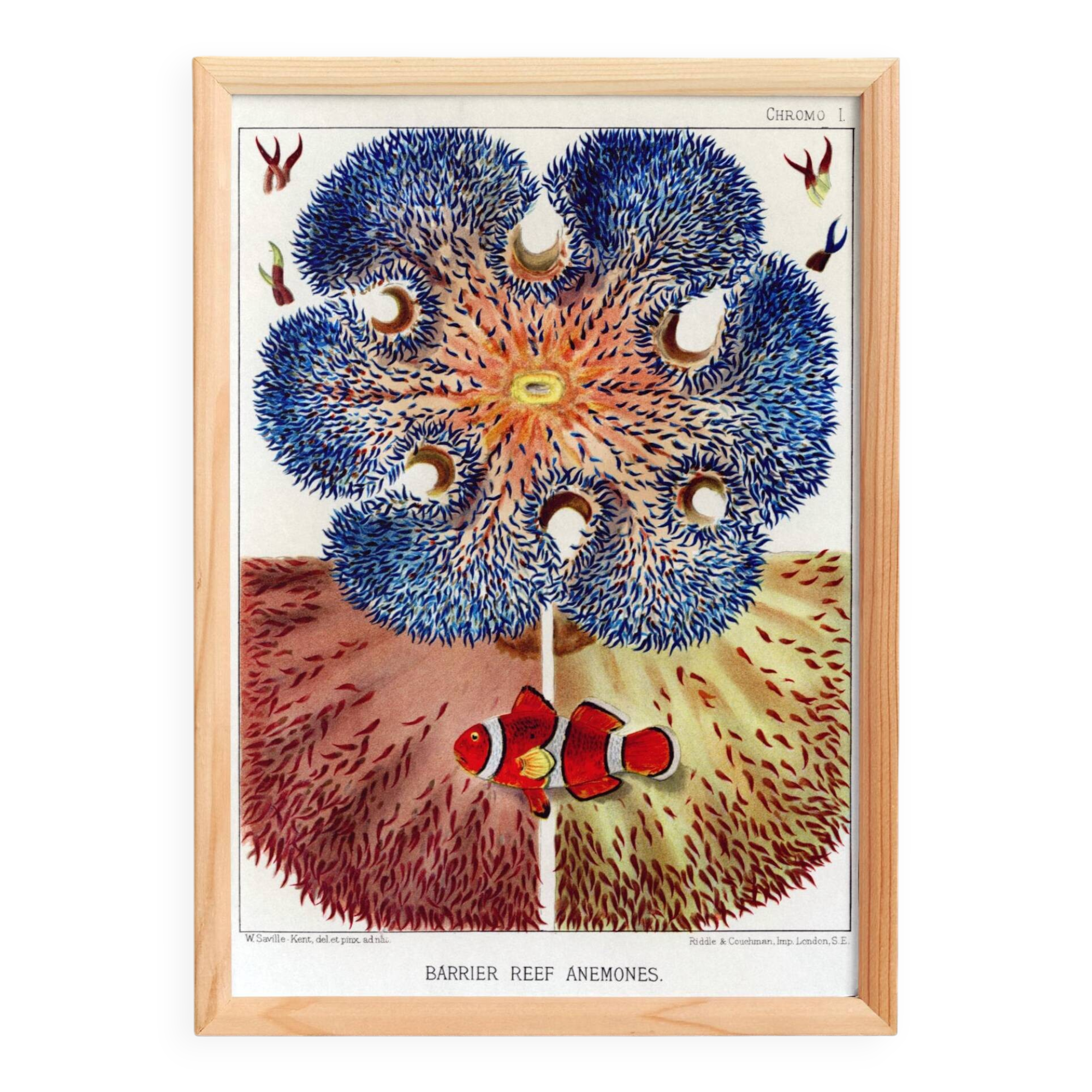 Affiche sur "Anémones des récifs coralliens", 1893