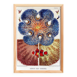 Affiche sur "Anémones des récifs coralliens", 1893