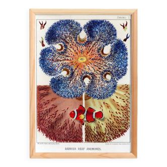 Affiche sur "Anémones des récifs coralliens", 1893