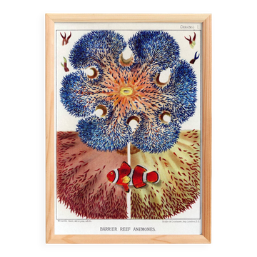 Poster for "Coral Reef Anemones", 1893