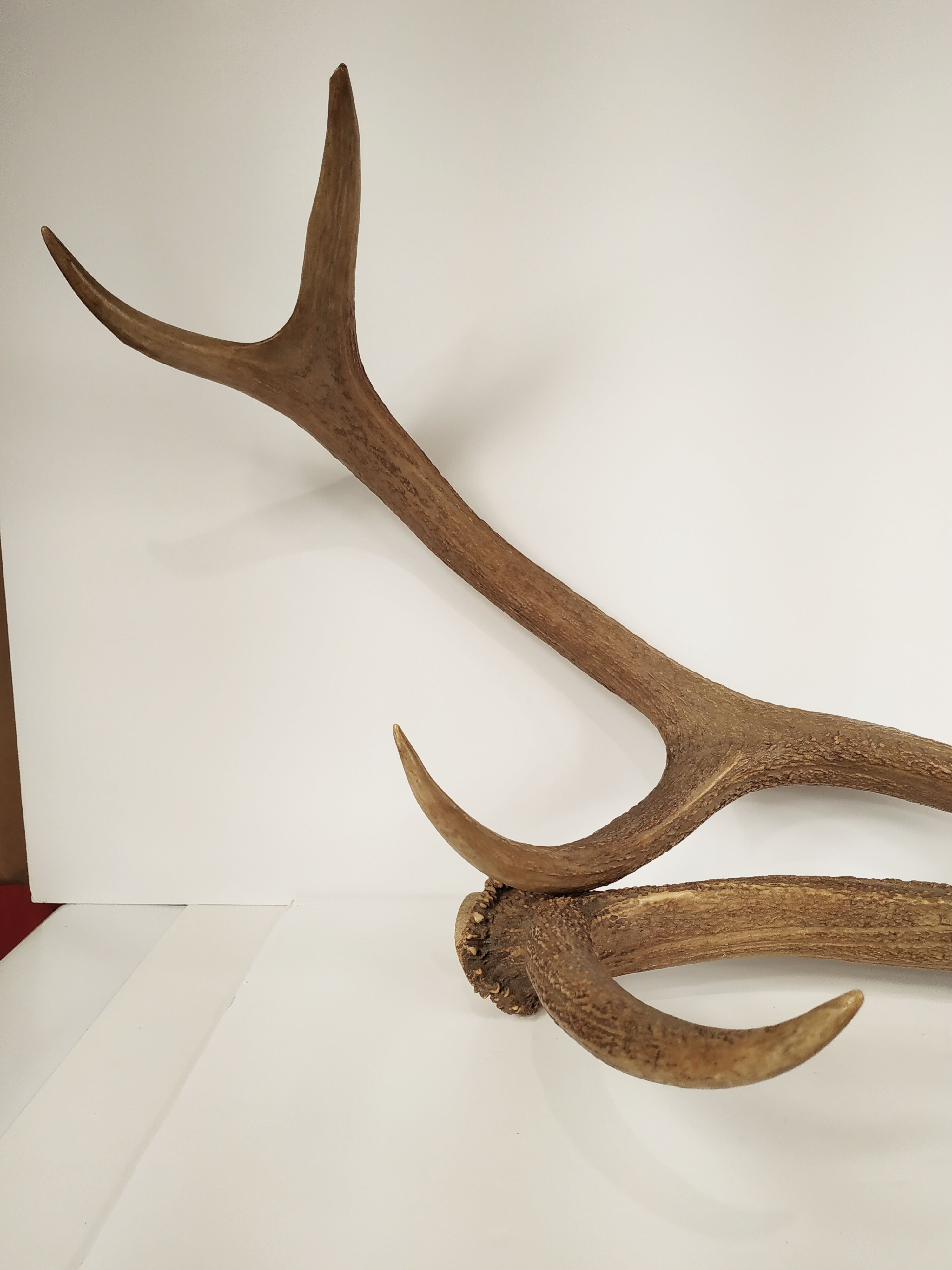 Pair of deer antlers - vintage 1960-70