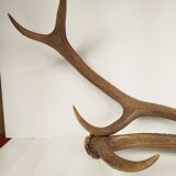 Paire de bois de cerf - vintage 1960-70