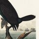 Affiche sur le Grand Cormoran, d’après une gravure ancienne de 1827.