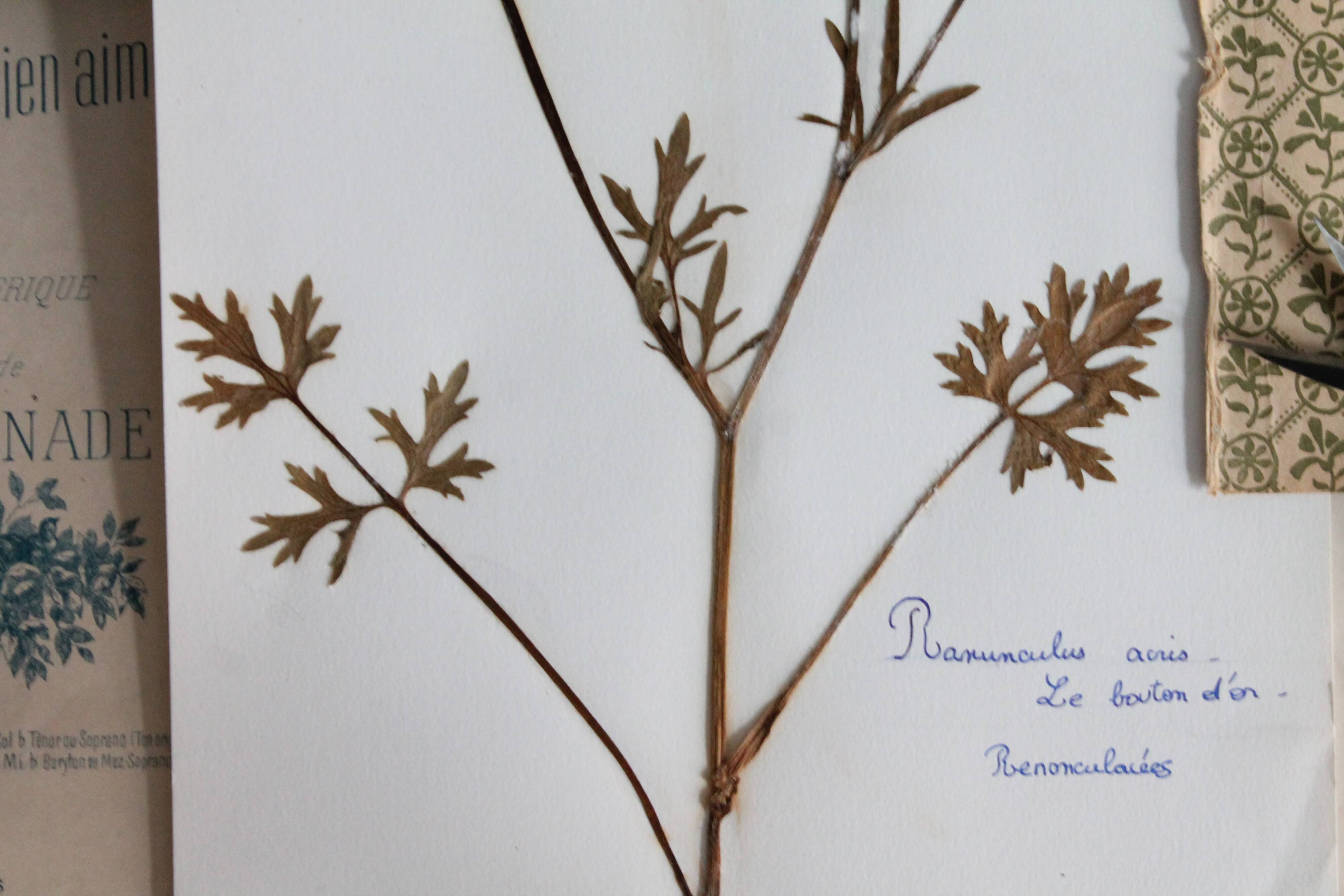 Old French botanical plate – Pressed plant (Buttercup) Format