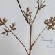 Old French botanical plate – Pressed plant (Buttercup) Format