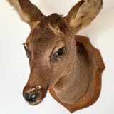 Decoration wall vintage taxidermy