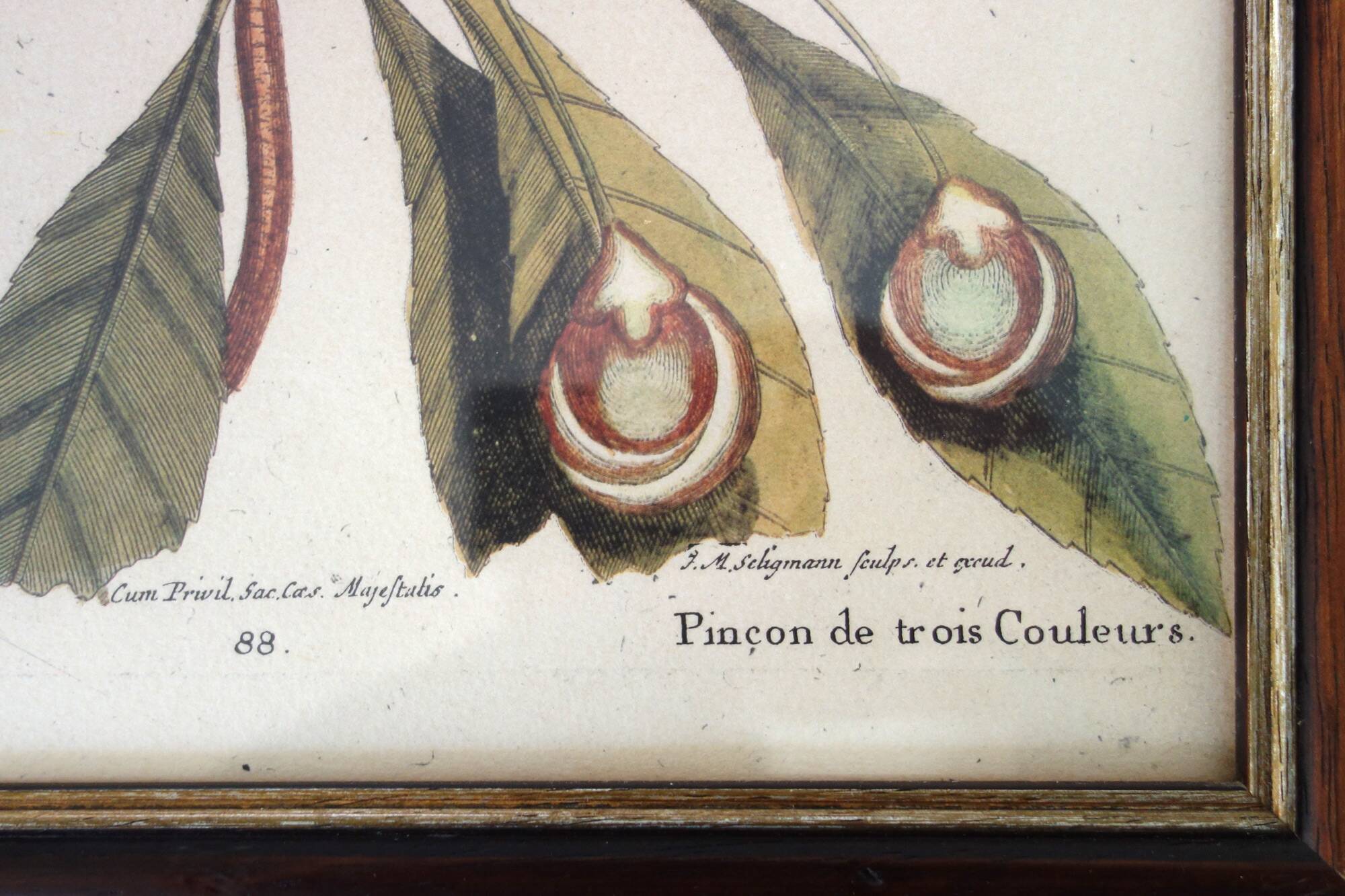 Lot of 2 old bird engravings - zoological plates by Seligmann & Catesby