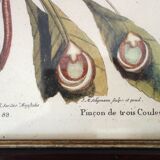 Lot of 2 old bird engravings - zoological plates by Seligmann & Catesby