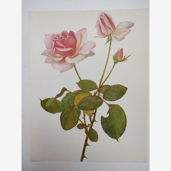 Rose botanical board - Vintage original from 1968 - Madame Caroline Testout🌹