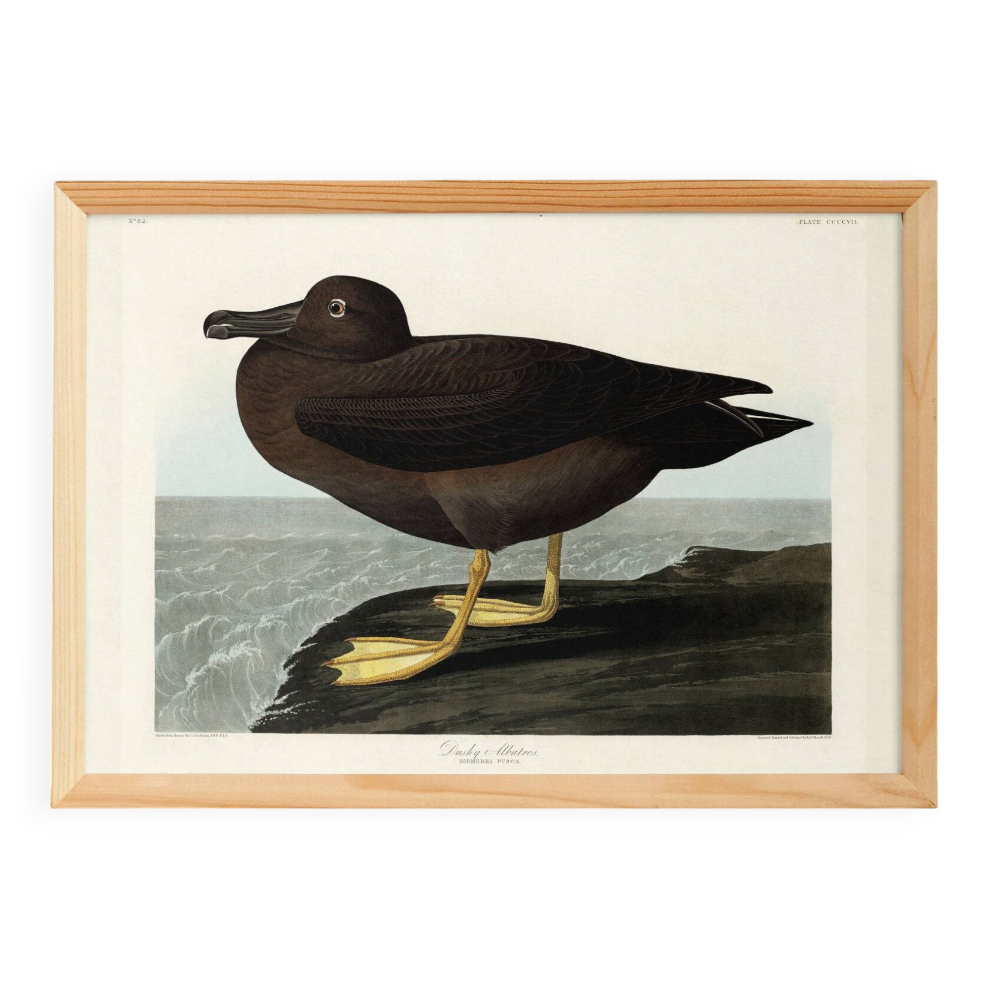 Poster about the Sooty Albatross, based on an old engraving from 1827.