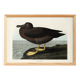 Poster about the Sooty Albatross, based on an old engraving from 1827.