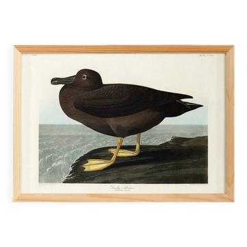 Poster about the Sooty Albatross, based on an old engraving from 1827.