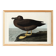 Poster about the Sooty Albatross, based on an old engraving from 1827.