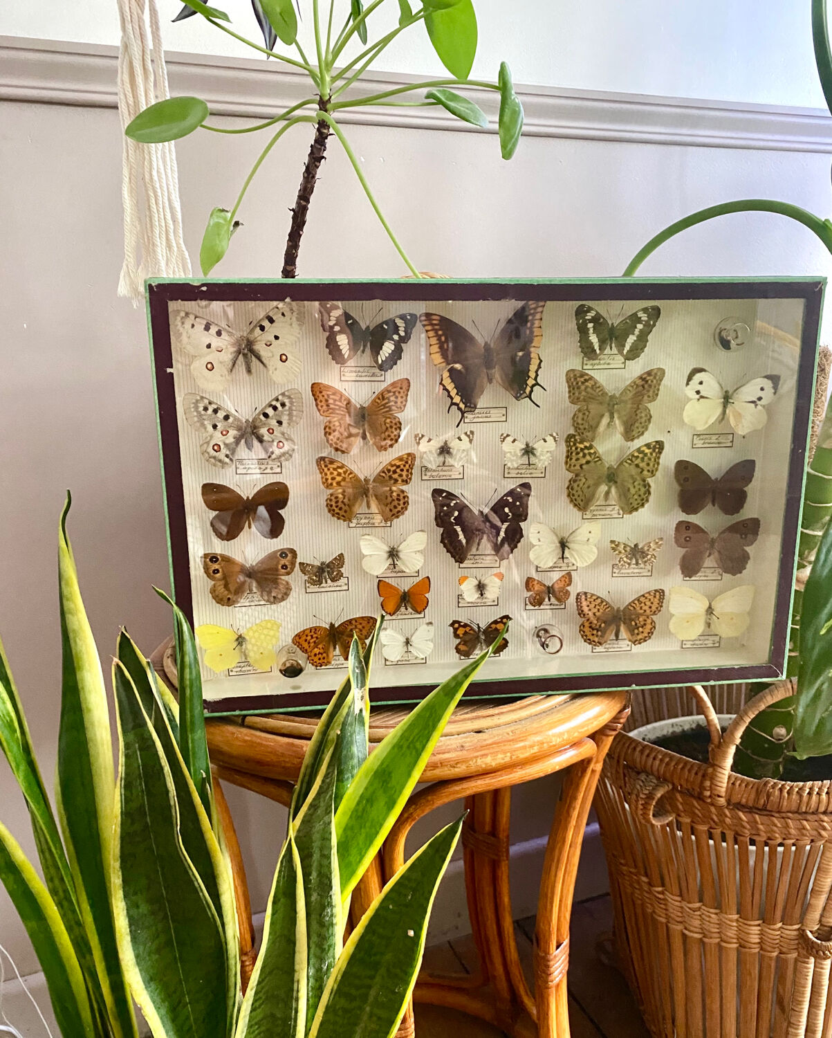 Entomology box of vintage stuffed butterflies