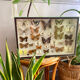 Entomology box of vintage stuffed butterflies