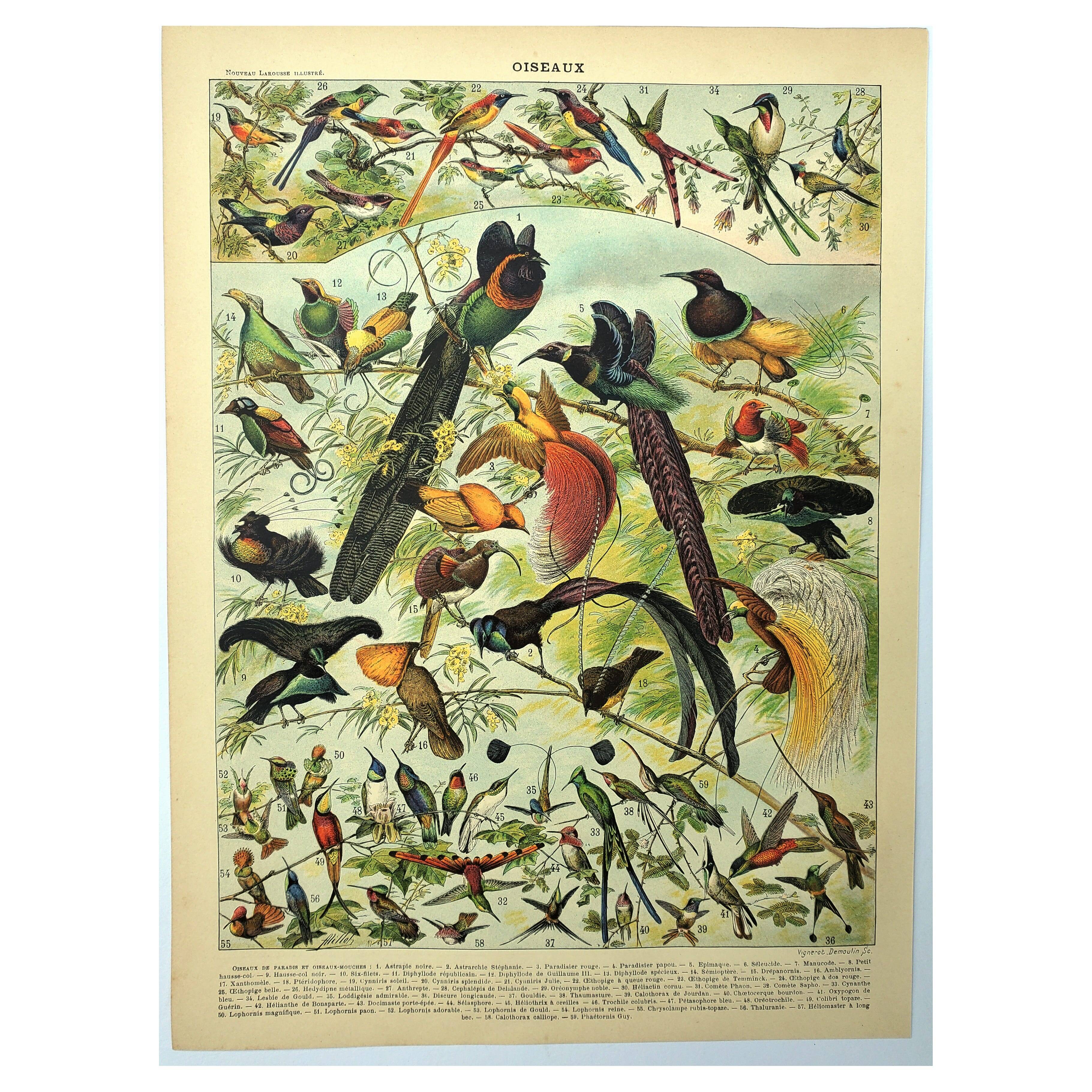 Antique engraving 1897 - Birds 2, species, bird of paradise